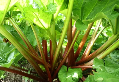 Topfil Rhubarb Smooth 50%